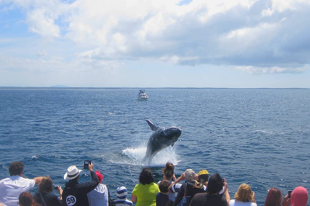 Whale Watching Cruise - Jervis Bay - Salty Swims