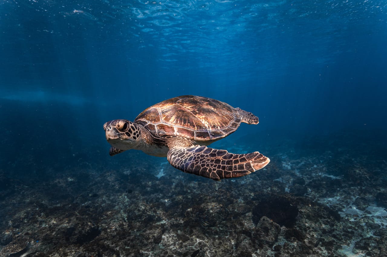 Salty Swims Marine Wildlife Experiences - Salty Swims