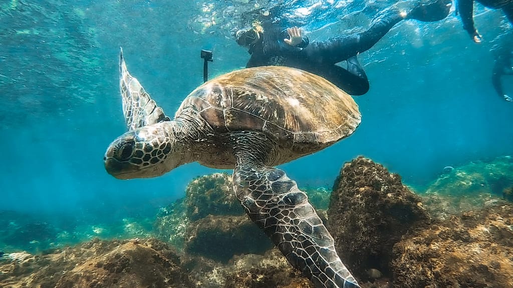 Snorkel with Turtles Sunshine Coast Book Today