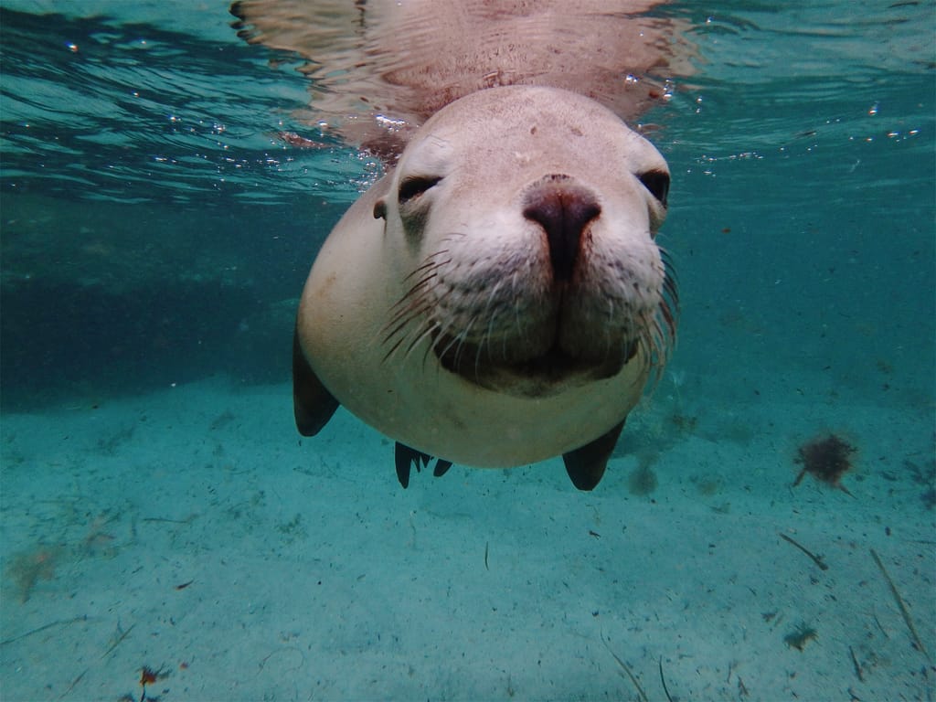 Swim With Sea Lions - Port Lincoln - Book Today