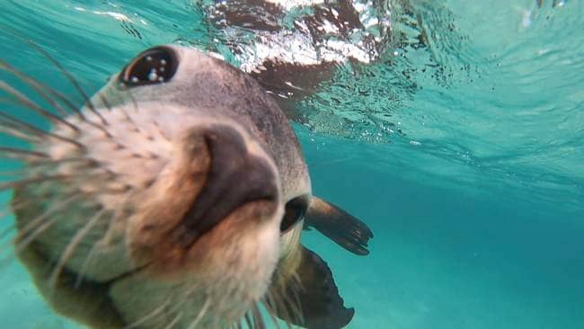 Swim with Sea Lions Jurien Bay - Book Today