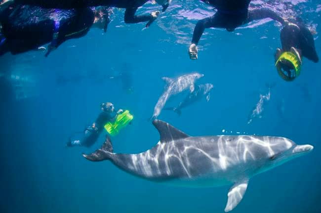 Swim with Dolphins Perth CBD - Book Today