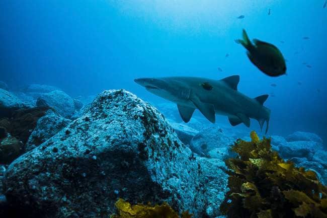 Double Dive at Montague Island - Narooma - Book Today