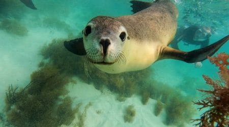 Swim with Sea Lions Jurien Bay - Book Today